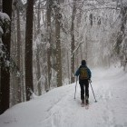 Blegoš - Winter forest