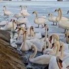 Swans on frozen Drava river